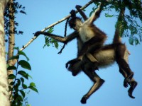 punta laguna spider-monkey 2